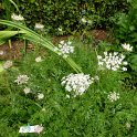 Daucus carota